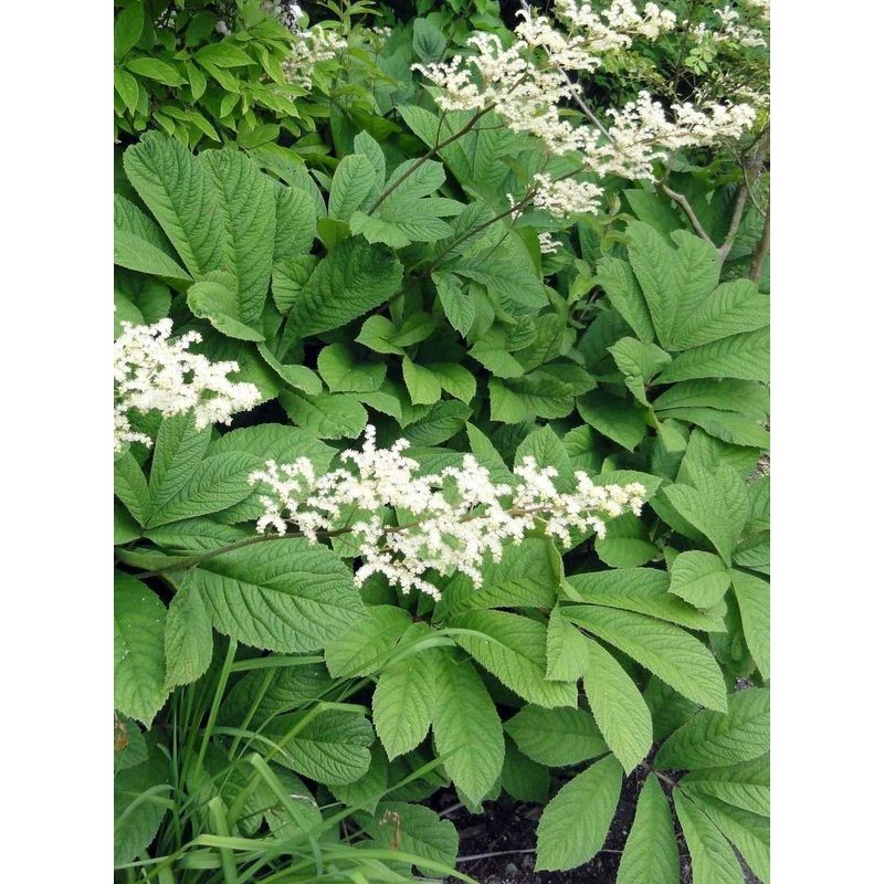 rodgersja pierzasta (Rodgersia pinnata) White- Świat bylin - sklep internetowy