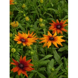 rudbekia owłosiona (Rudbeckia hirta) Summerina™ Orange- Świat bylin - sklep internetowy
