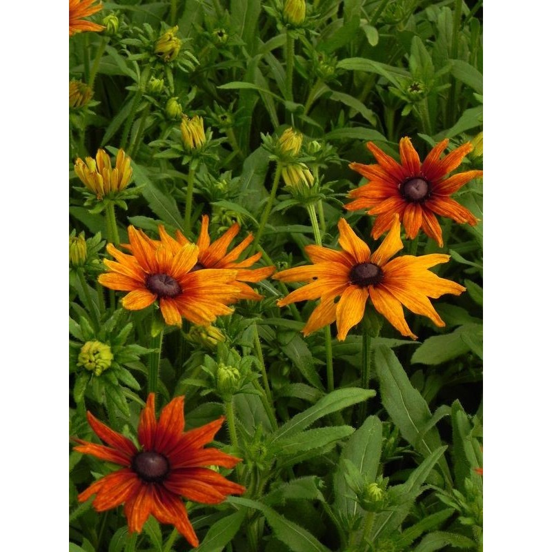 rudbekia owłosiona (Rudbeckia hirta) Summerina™ Orange- Świat bylin - sklep internetowy
