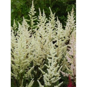 tawułka Arendsa (Astilbe x arendsii) Bumalda- Świat bylin - sklep internetowy