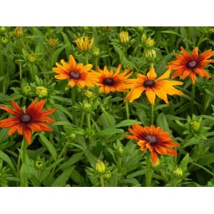 rudbekia owłosiona (Rudbeckia hirta) Summerina™ Orange- Świat bylin - sklep internetowy