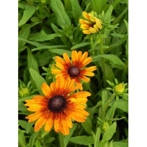 rudbekia owłosiona (Rudbeckia hirta) Summerina™ Orange- Świat bylin - sklep internetowy