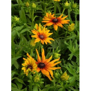 rudbekia owłosiona (Rudbeckia hirta) Summerina™ Orange- Świat bylin - sklep internetowy