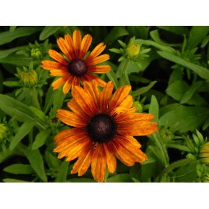 rudbekia owłosiona (Rudbeckia hirta) Summerina™ Orange- Świat bylin - sklep internetowy
