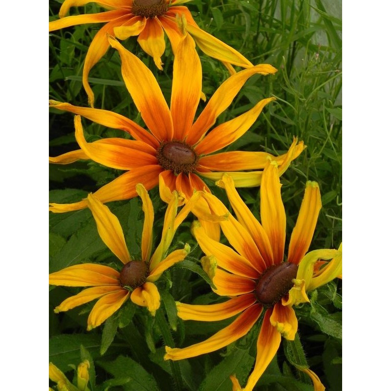 rudbekia owłosiona (Rudbeckia hirta) Summerina™ Sunchaser- Świat bylin - sklep internetowy