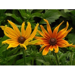 rudbekia owłosiona (Rudbeckia hirta) Summerina™ Sunchaser- Świat bylin - sklep internetowy