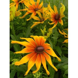 rudbekia owłosiona (Rudbeckia hirta) Summerina™ Sunchaser- Świat bylin - sklep internetowy