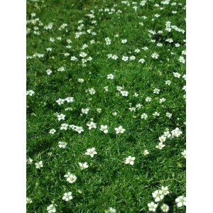 karmnik ościsty (Sagina subulata) Supreme- Świat bylin - sklep internetowy