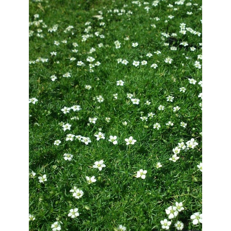 karmnik ościsty (Sagina subulata) Supreme- Świat bylin - sklep internetowy