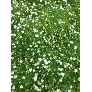 karmnik ościsty (Sagina subulata) Supreme- Świat bylin - sklep internetowy