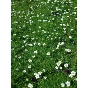 karmnik ościsty (Sagina subulata) Supreme- Świat bylin - sklep internetowy