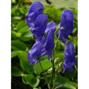 tojad Fischera (Aconitum fischeri) - Świat bylin - sklep internetowy
