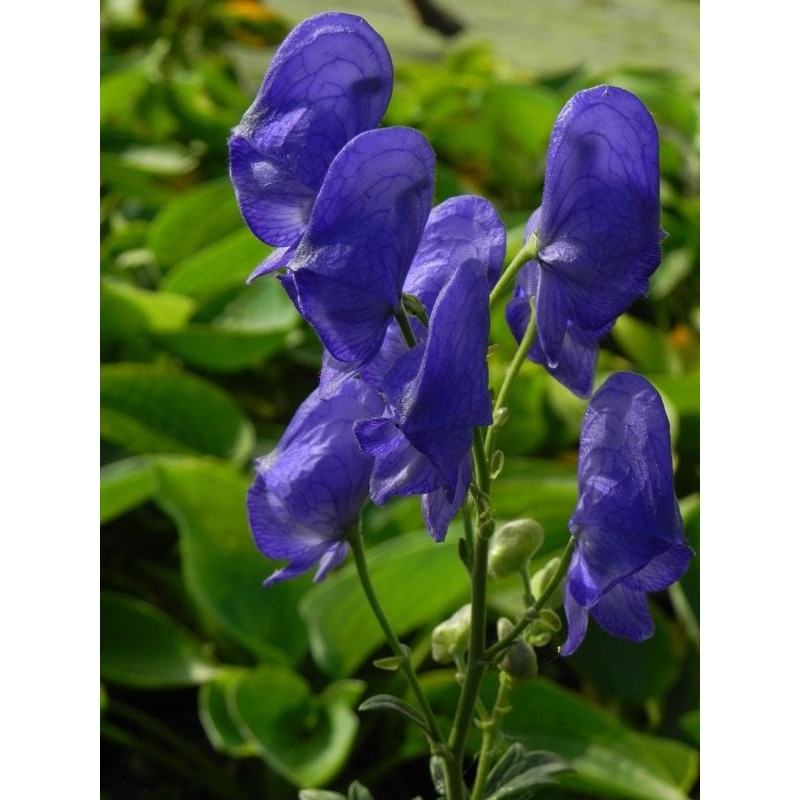 tojad Fischera (Aconitum fischeri) - Świat bylin - sklep internetowy