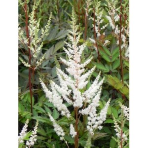 tawułka Arendsa (Astilbe x arendsii) Bumalda- Świat bylin - sklep internetowy