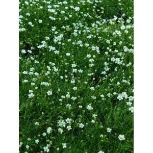 karmnik ościsty (Sagina subulata) Supreme- Świat bylin - sklep internetowy