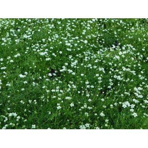 karmnik ościsty (Sagina subulata) Supreme- Świat bylin - sklep internetowy