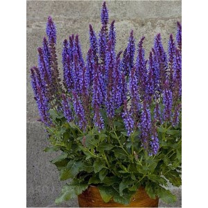 szałwia omszona (Salvia nemorosa) Blue Field- Świat bylin - sklep internetowy