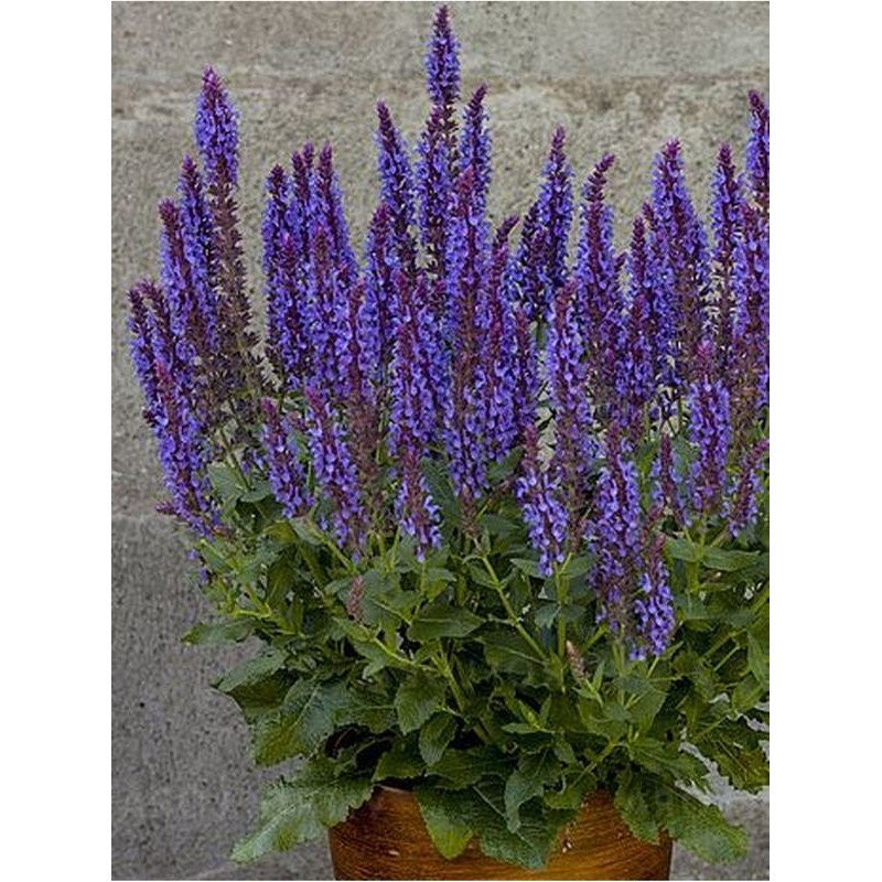 szałwia omszona (Salvia nemorosa) Blue Field- Świat bylin - sklep internetowy