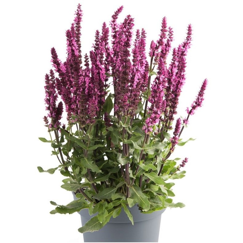 szałwia omszona (Salvia nemorosa) Caradonna Compact Rose- Świat bylin - sklep internetowy