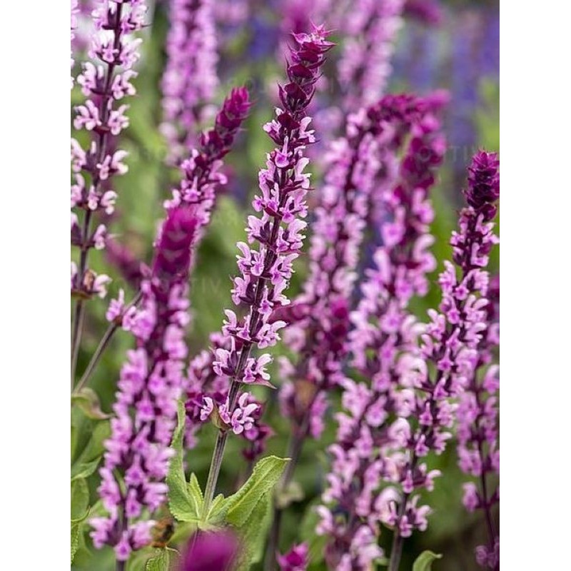 szałwia omszona (Salvia nemorosa) Caradonna Pink- Świat bylin - sklep internetowy