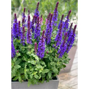 szałwia omszona (Salvia nemorosa) Marvel Dark Blue- Świat bylin - sklep internetowy