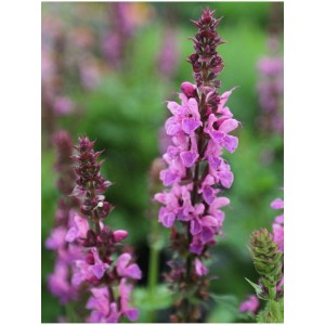 szałwia omszona (Salvia nemorosa) Marvel Rose- Świat bylin - sklep internetowy