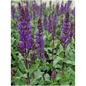 szałwia omszona (Salvia nemorosa) Midnight Purple- Świat bylin - sklep internetowy