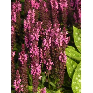 szałwia omszona (Salvia nemorosa) Midnight Rose- Świat bylin - sklep internetowy