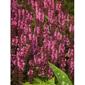 szałwia omszona (Salvia nemorosa) Midnight Rose- Świat bylin - sklep internetowy