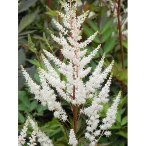 tawułka Arendsa (Astilbe x arendsii) Bumalda- Świat bylin - sklep internetowy