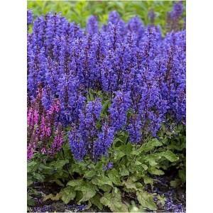 szałwia omszona (Salvia nemorosa) Noble Knight- Świat bylin - sklep internetowy