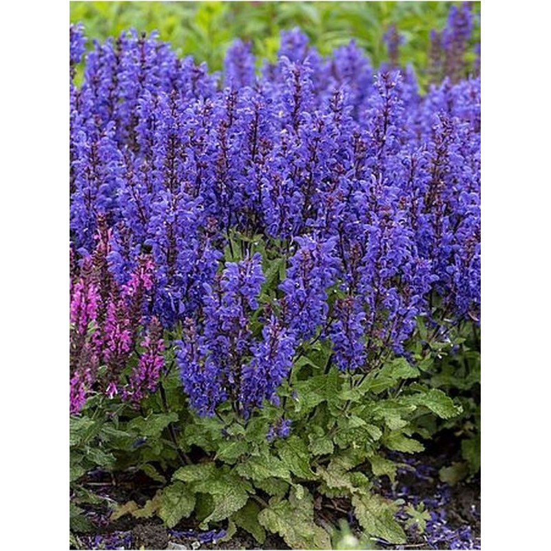 szałwia omszona (Salvia nemorosa) Noble Knight- Świat bylin - sklep internetowy