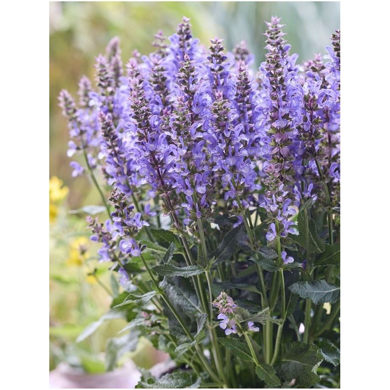 szałwia omszona (Salvia nemorosa) Sensation® Special Sky Blue Bicolour- Świat bylin - sklep internetowy