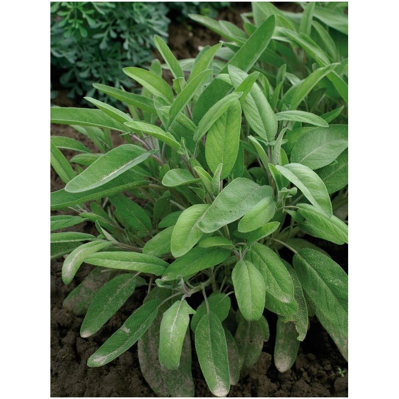 szałwia lekarska (Salvia officinalis) Original- Świat bylin - sklep internetowy