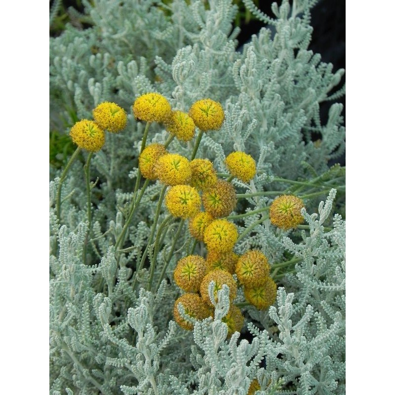 santolina cyprysikowata (Santolina chamaecyparissus) - Świat bylin - sklep internetowy