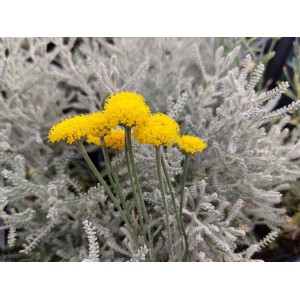 santolina cyprysikowata (Santolina chamaecyparissus) - Świat bylin - sklep internetowy