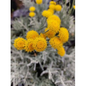 santolina cyprysikowata (Santolina chamaecyparissus) - Świat bylin - sklep internetowy