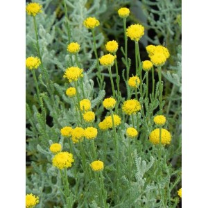 santolina cyprysikowata (Santolina chamaecyparissus) - Świat bylin - sklep internetowy