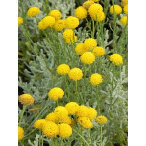 santolina cyprysikowata (Santolina chamaecyparissus) - Świat bylin - sklep internetowy