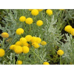 santolina cyprysikowata (Santolina chamaecyparissus) - Świat bylin - sklep internetowy