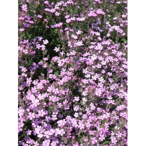 mydlnica bazyliowata (Saponaria ocymoides) Rosea- Świat bylin - sklep internetowy
