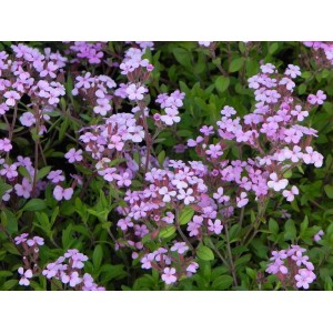 mydlnica bazyliowata (Saponaria ocymoides) Rosea- Świat bylin - sklep internetowy