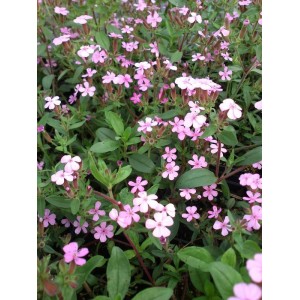 mydlnica bazyliowata (Saponaria ocymoides) Rosea- Świat bylin - sklep internetowy