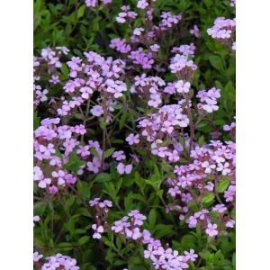 mydlnica bazyliowata (Saponaria ocymoides) Rosea- Świat bylin - sklep internetowy