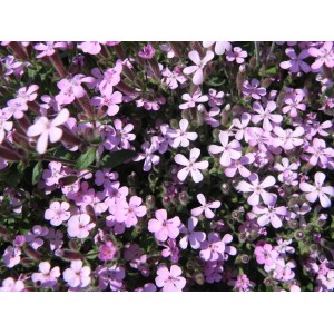 mydlnica bazyliowata (Saponaria ocymoides) Rosea- Świat bylin - sklep internetowy