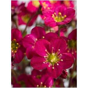 skalnica Arendsa (Saxifraga x arendsii) Marto Hot Rose- Świat bylin - sklep internetowy