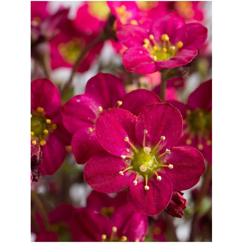 skalnica Arendsa (Saxifraga x arendsii) Marto Hot Rose- Świat bylin - sklep internetowy