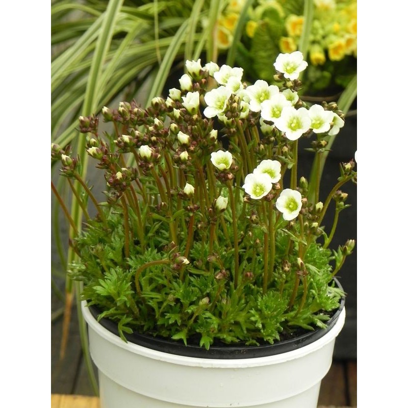 skalnica Arendsa (Saxifraga x arendsii) Marto White- Świat bylin - sklep internetowy