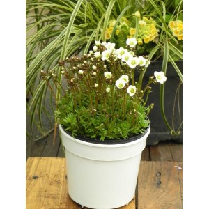 skalnica Arendsa (Saxifraga x arendsii) Marto White- Świat bylin - sklep internetowy