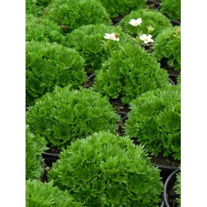 skalnica Arendsa (Saxifraga x arendsii) Marto White- Świat bylin - sklep internetowy